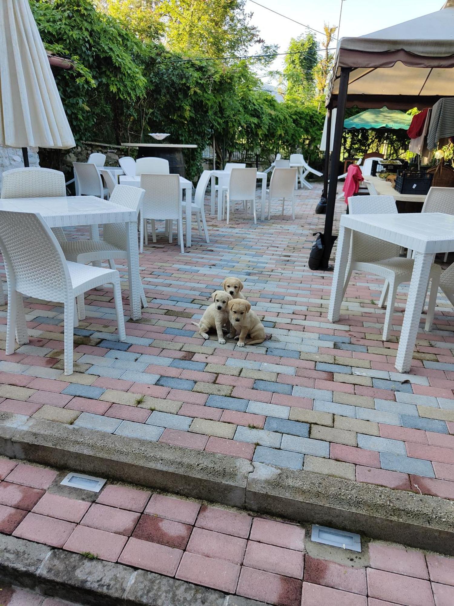 Agriturismo Rosso Lampone Cerreto Laziale Phòng bức ảnh